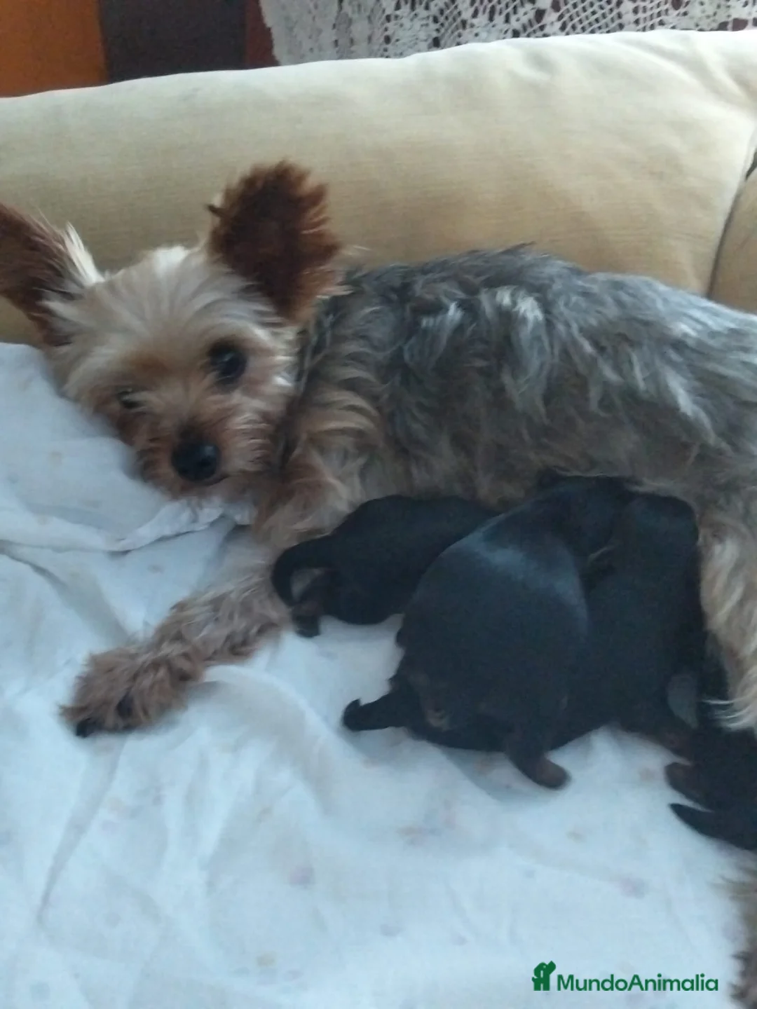 Yorkshire Terrier perros en venta: Yorkshire toy En Curtis La Coruña  - Anuncio 2