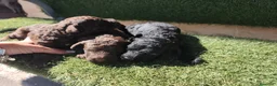 Perro de Agua Español perros en venta: Cachorros perros de agua en Zaragoza - Anuncio 20