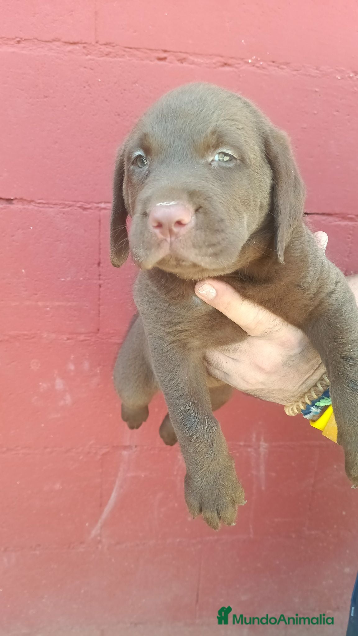 Labrador Retriever perros Labrador retriever chocolate disponible  - Anuncio 1