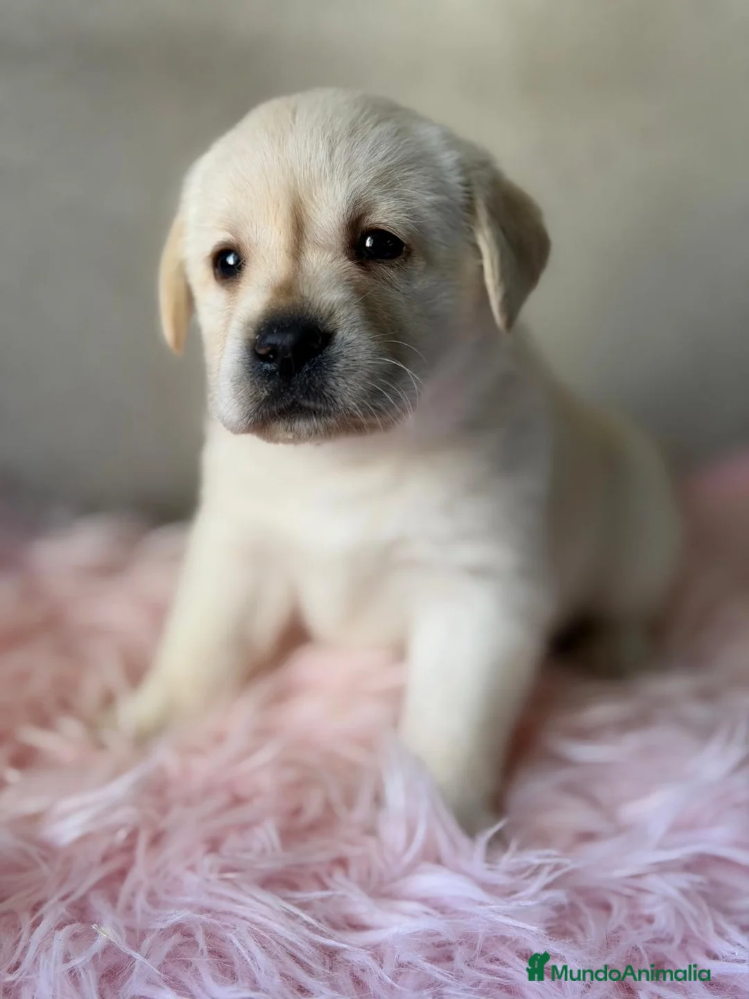 Labrador Retriever perros en venta: LABRADOR AMARILLO HEMBRA - Anuncio 5