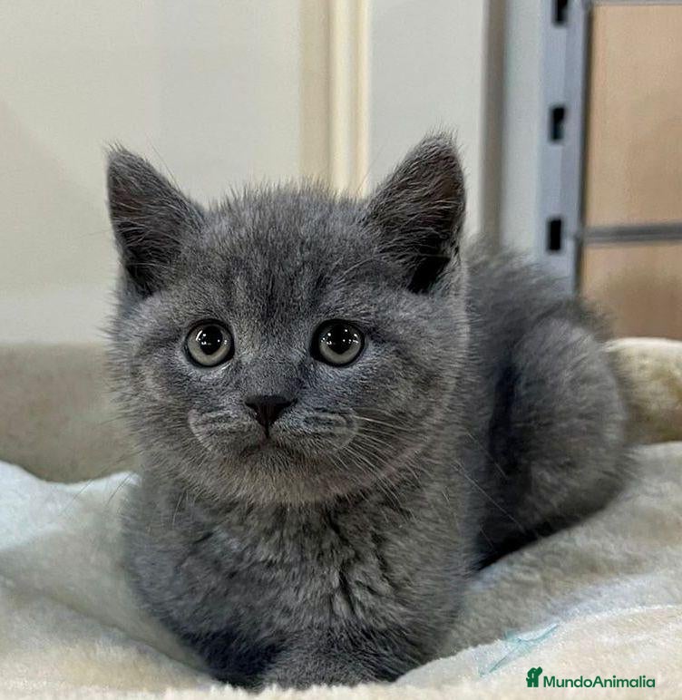 Británico de Pelo Corto gatos British shorthair  - Anuncio 1