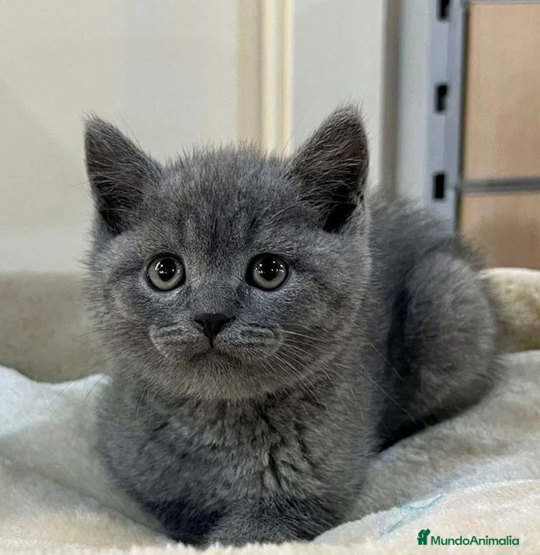 Británico de Pelo Corto gatos en venta: British shorthair  - Anuncio 1
