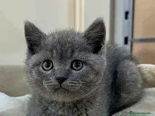 Británico de Pelo Corto gatos British shorthair - Anuncio 1