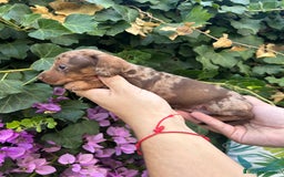 Teckel Miniatura perros en venta: teckel arlequin chocolate  - Imagen 3