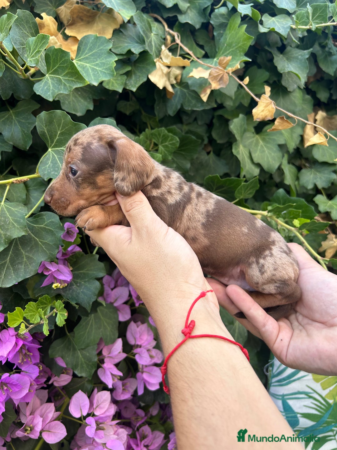 Teckel Miniatura perros en venta: teckel arlequin chocolate  - Imagen 3