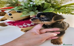 Yorkshire Terrier perros en venta: YORKSHIRE TOY CALIDAD Y SELECCIÓN  - Imagen 5