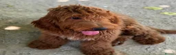 Cockapoo perros en venta: COCKAPOO - Anuncio 5