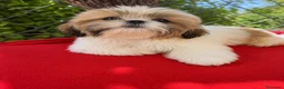 Shih Tzu perros en venta: OPORTUNIDAD PRECIOSO EJEMPLAR - Anuncio 2