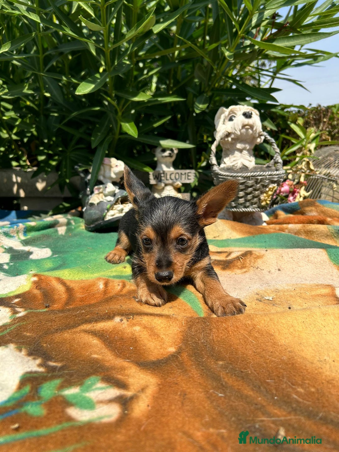 Raza Mixta perros en venta: Mix de yorkshire y chihuhua  - Imagen 1
