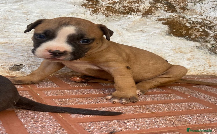 American Pit Bull Terrier perros - Anuncio 1