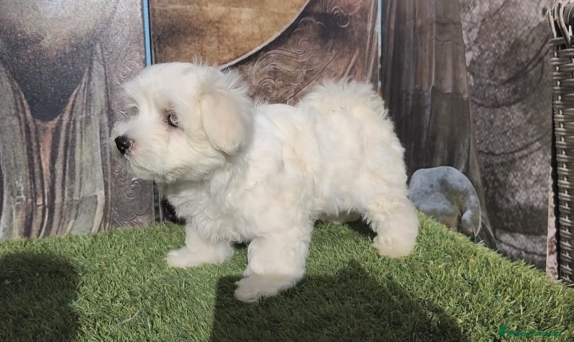 Bichón Maltés perros en venta: Bichon maltes - Anuncio 3