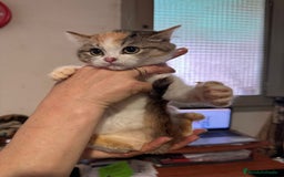 Británico de Pelo Corto gatos en venta: Gatitas British  - Imagen 4