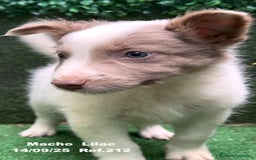 Border Collie perros en venta: BORDER COLLIE color lilac - Imagen 10