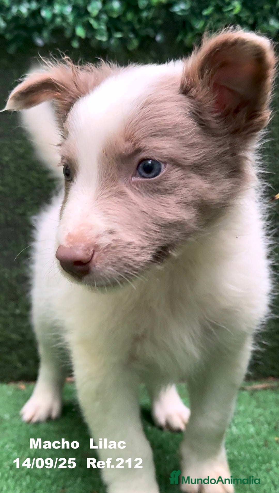Border Collie perros en venta: BORDER COLLIE color lilac - Imagen 10