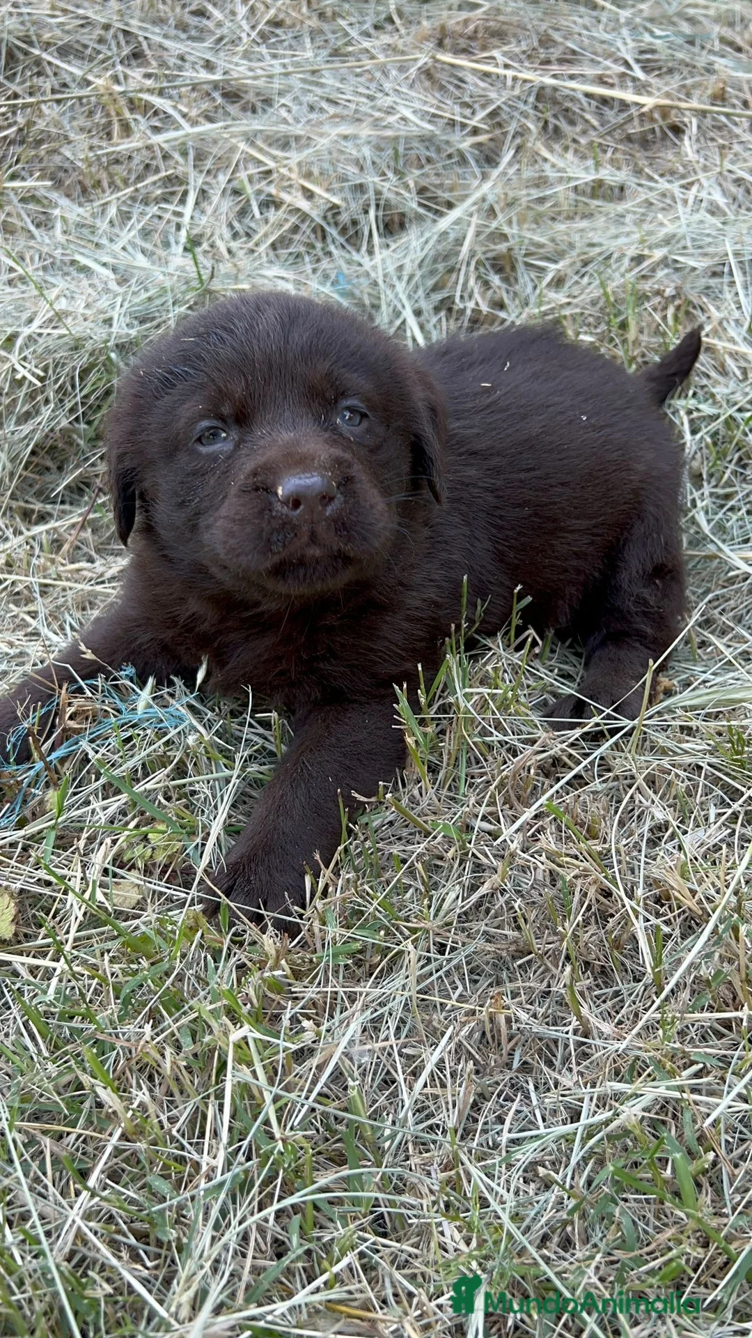 Labrador Retriever perros en venta: Labrador  - Anuncio 10