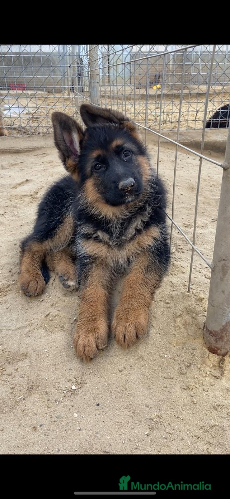 Pastor Alemán perros CACHORROS DE PASTOR ALEMAN - Anuncio 1