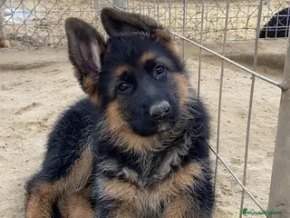 Pastor Alemán perros en venta: CACHORROS DE PASTOR ALEMAN - Anuncio 3