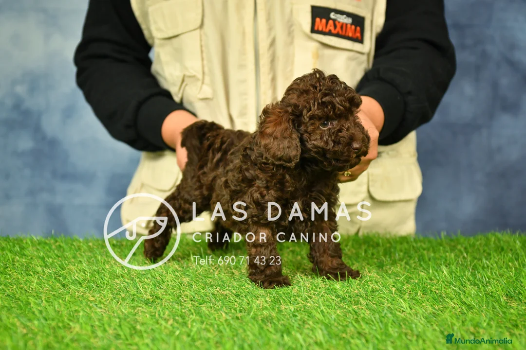 Caniche Toy perros en venta: Machos caniche toy chocolate. - Anuncio 4