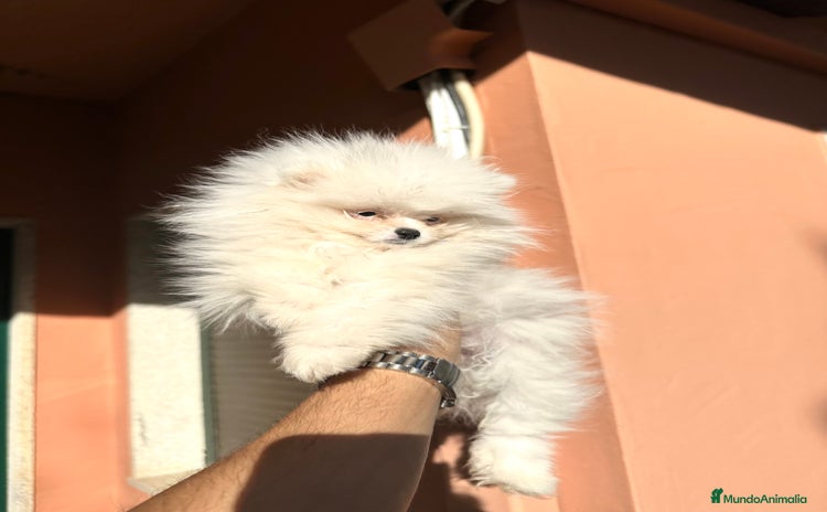 Pomerania perros - Anuncio 4