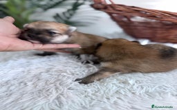 Pomerania perros en venta: POMERANIA MACHO - Imagen 4