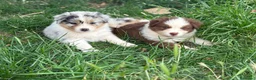 Pastor Australiano perros en venta: Excelente camada de Pastor Australiano  - Anuncio 1