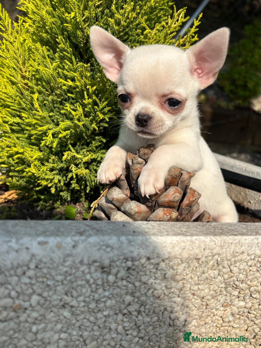 Chihuahua perros en venta: Chihuahua Hembra lista para entregar !! - Anuncio 4
