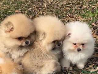 Pomerania perros en Barcelona - Anuncio 32