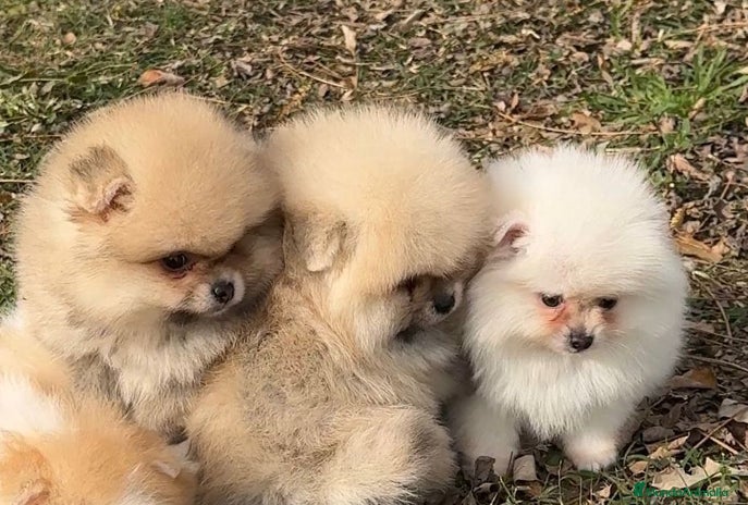 Pomerania perros en Barcelona - Anuncio 6