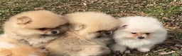 Pomerania perros en venta: POMERANIA LULU BOO en Barcelona - Anuncio 1