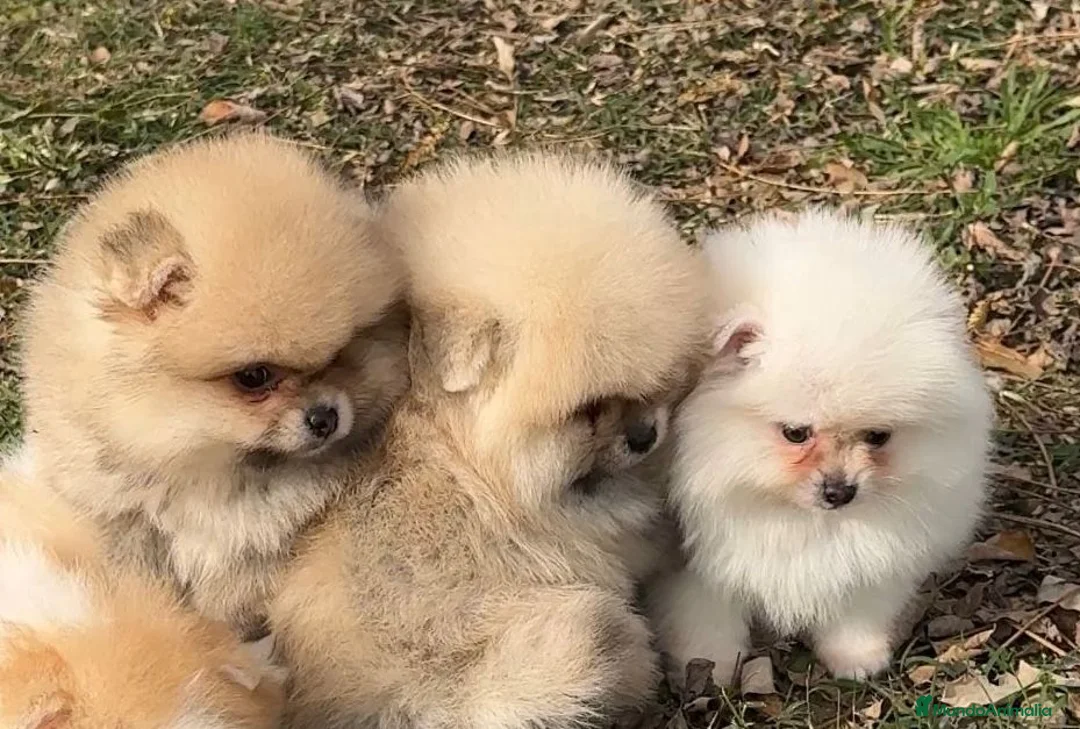 Pomerania perros en venta: POMERANIA LULU BOO en Barcelona - Anuncio 1