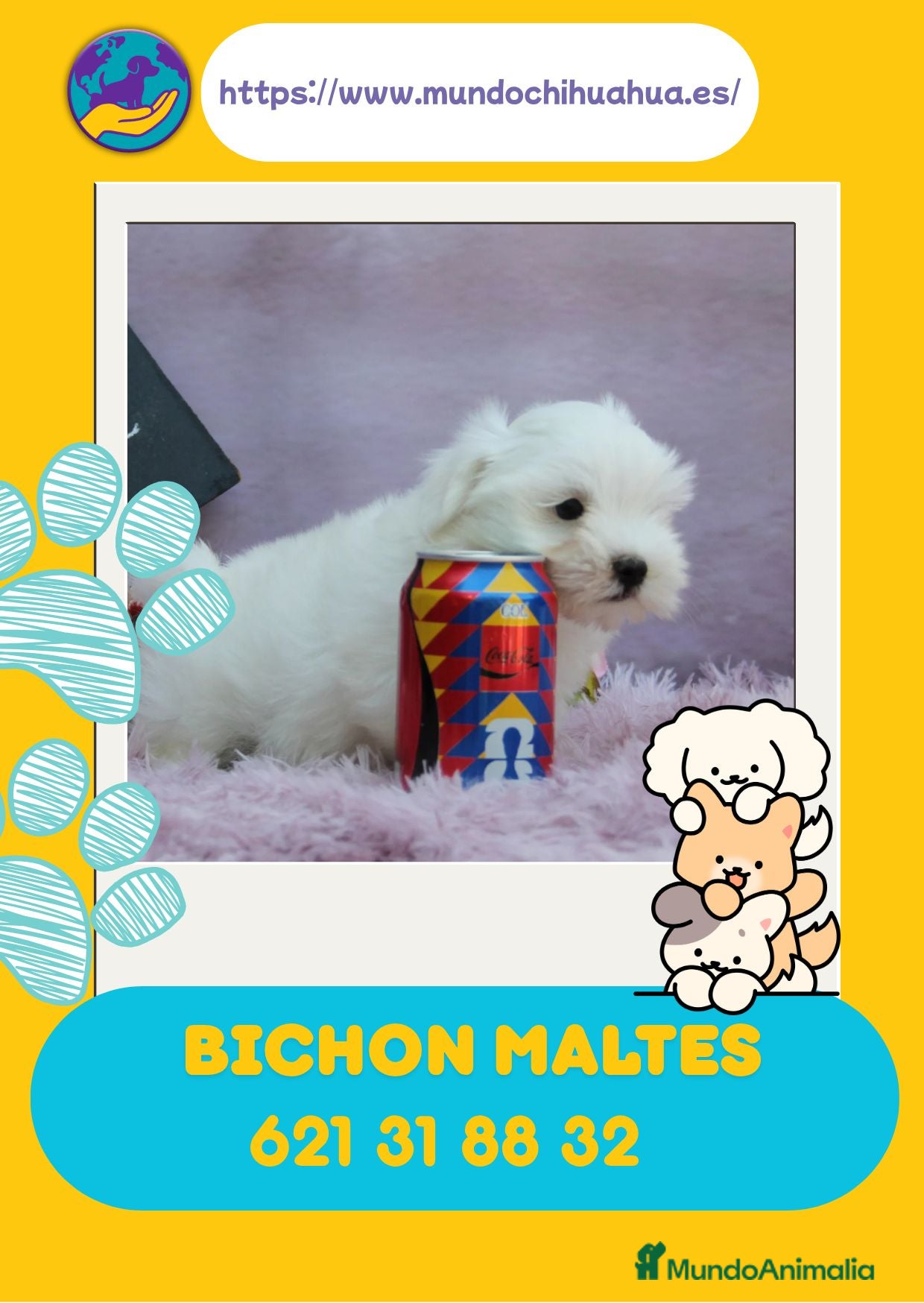 Bichón Maltés perros Bichón maltés enano disponibles  - Anuncio 2