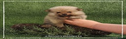 Pomerania perros en venta: Camada de adorables Lulú de Pomerania en Madrid - Anuncio 3
