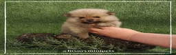 Pomerania perros en venta: Camada de adorables Lulú de Pomerania en Madrid - Anuncio 3