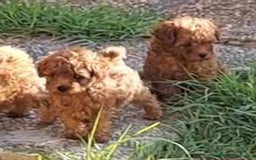 Caniche Enano perros en venta: Cachorros de caniche enanos - Anuncio 3