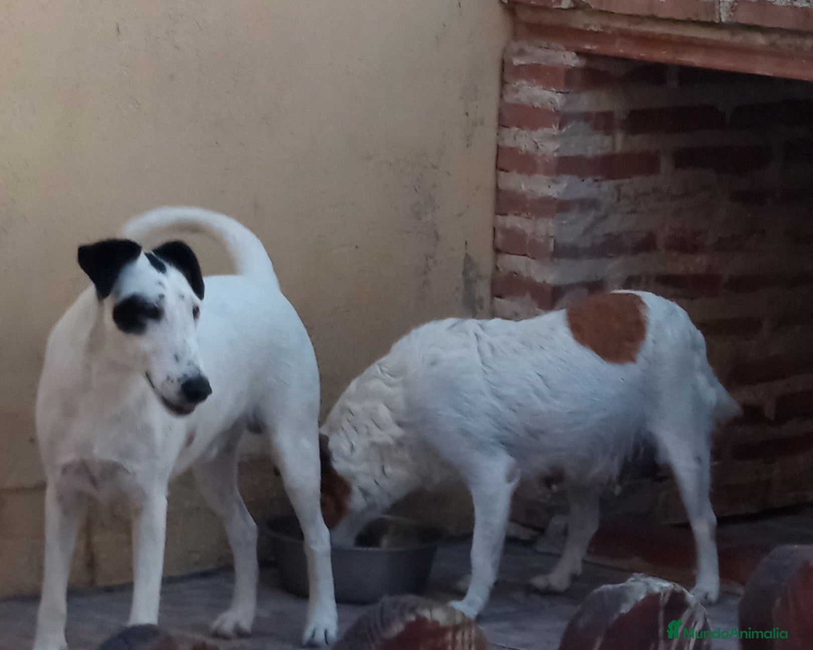 Fox Terrier de Pelo Liso perros Fox terrier pelo liso - Anuncio 1