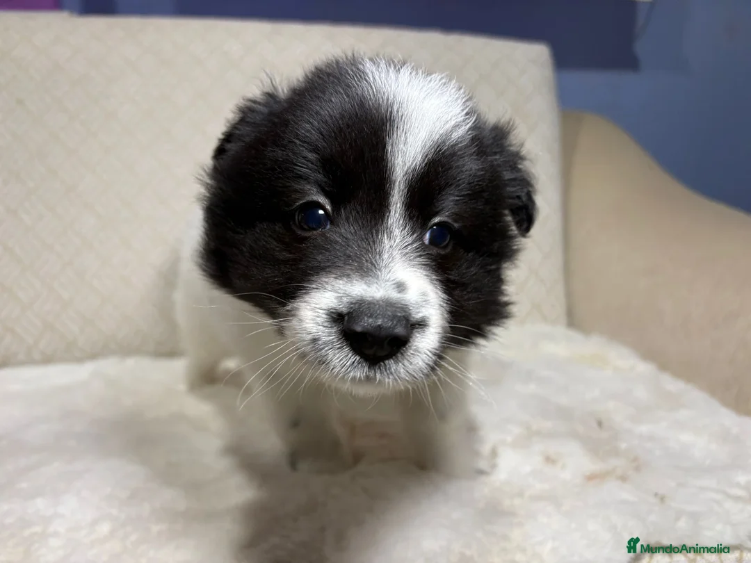 Border Collie perros en venta: Border collie macho precioso  - Anuncio 14