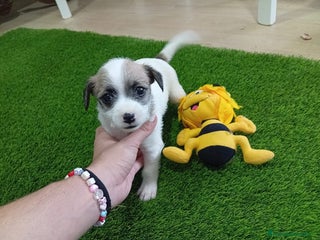 Raza Mixta perros - Anuncio 2