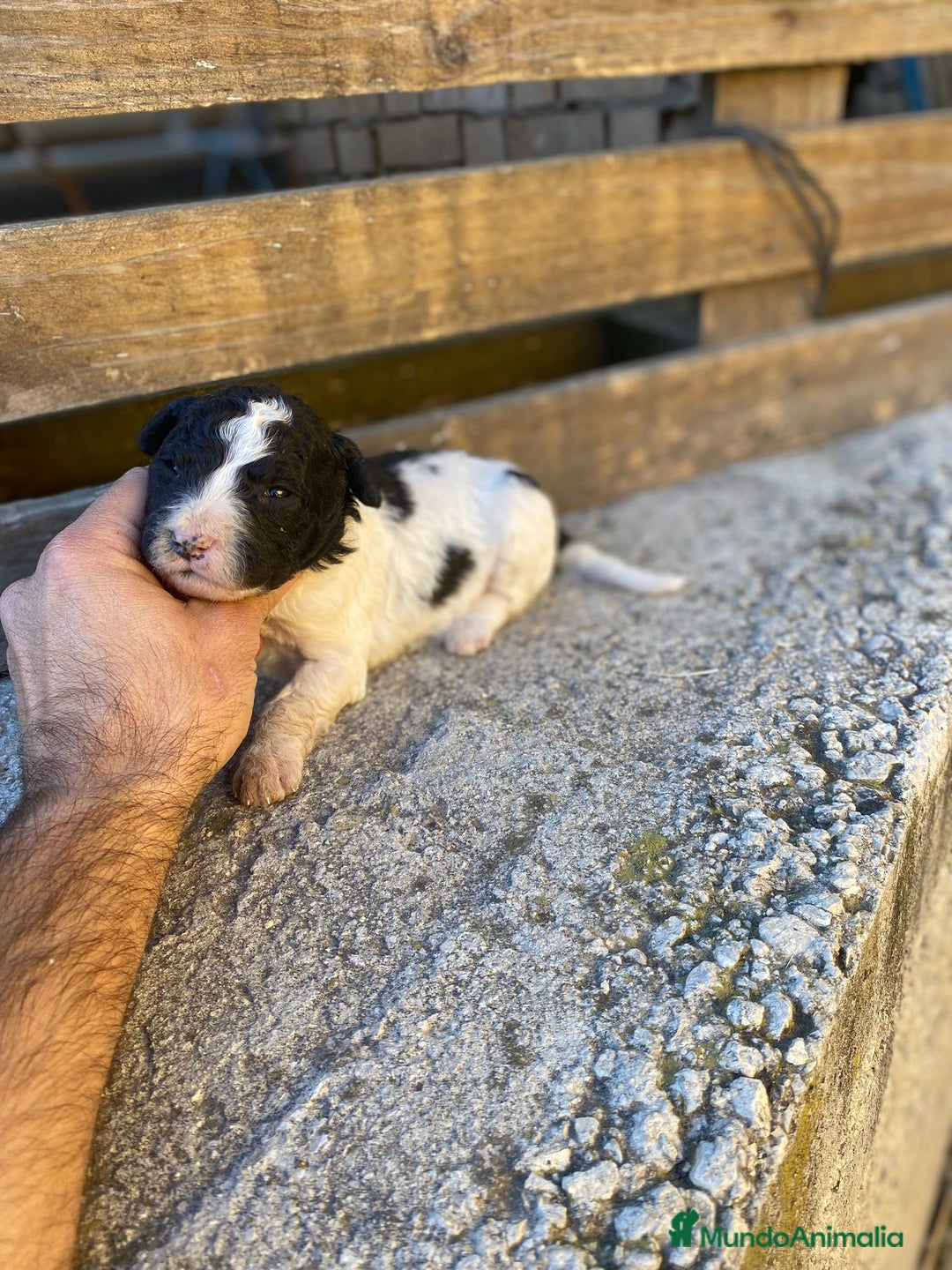 Perro de Agua Español perros en venta: Perro de agua  - Anuncio 12