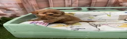 Caniche Toy perros en venta: Caniche Toy hembra fotos actuales !!! - Anuncio 4