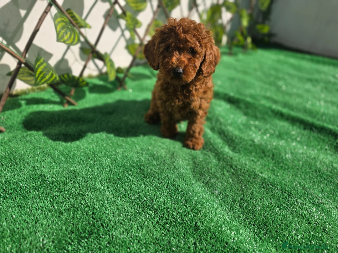 Caniche Toy perros en venta: CANICHE TOY - Anuncio 2