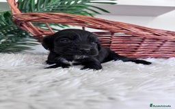 Cocker Spaniel Inglés perros en venta: COCKER SPANIEL INGLES - Imagen 15