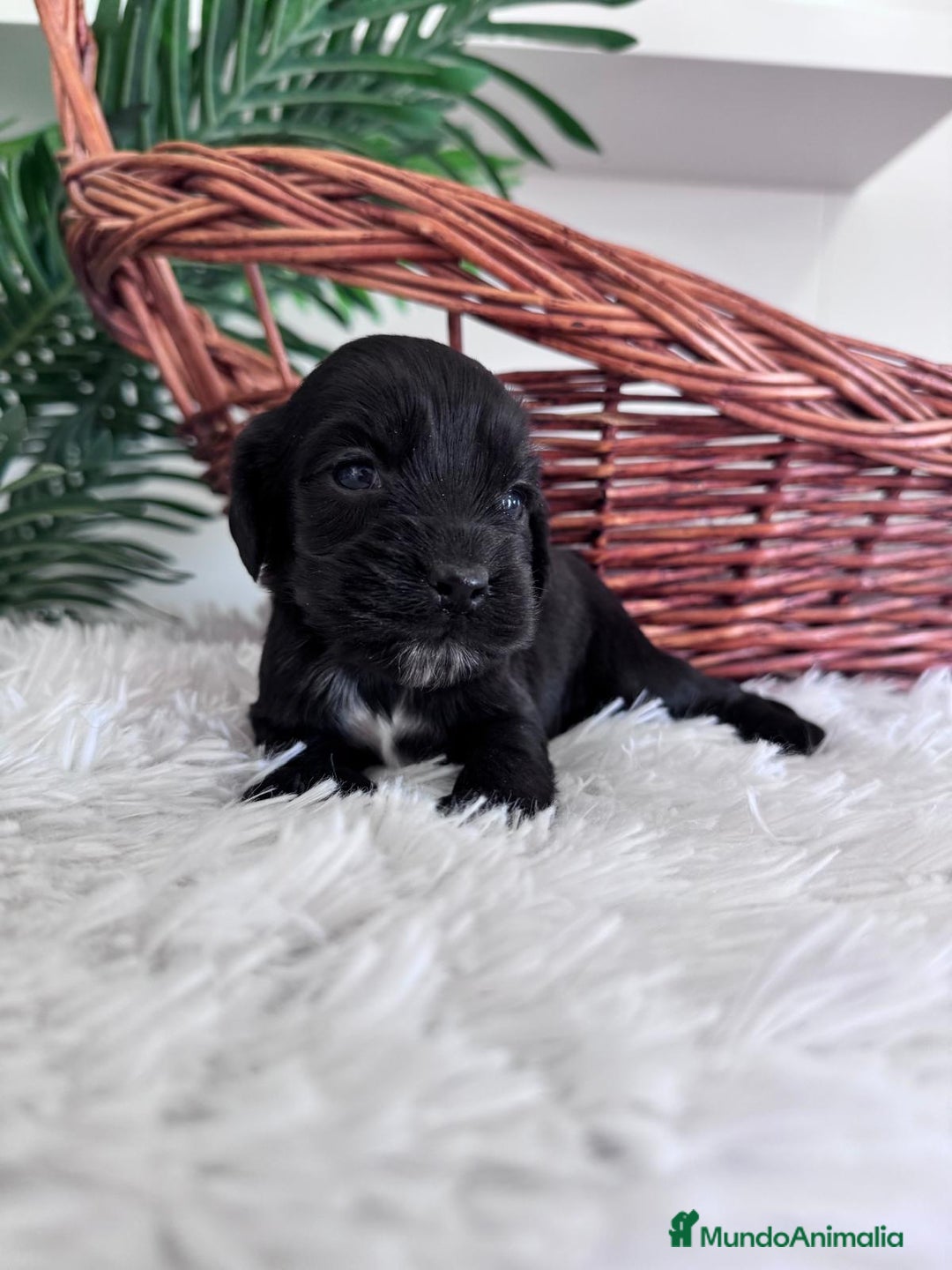 Cocker Spaniel Inglés perros en venta: COCKER SPANIEL INGLES - Imagen 15