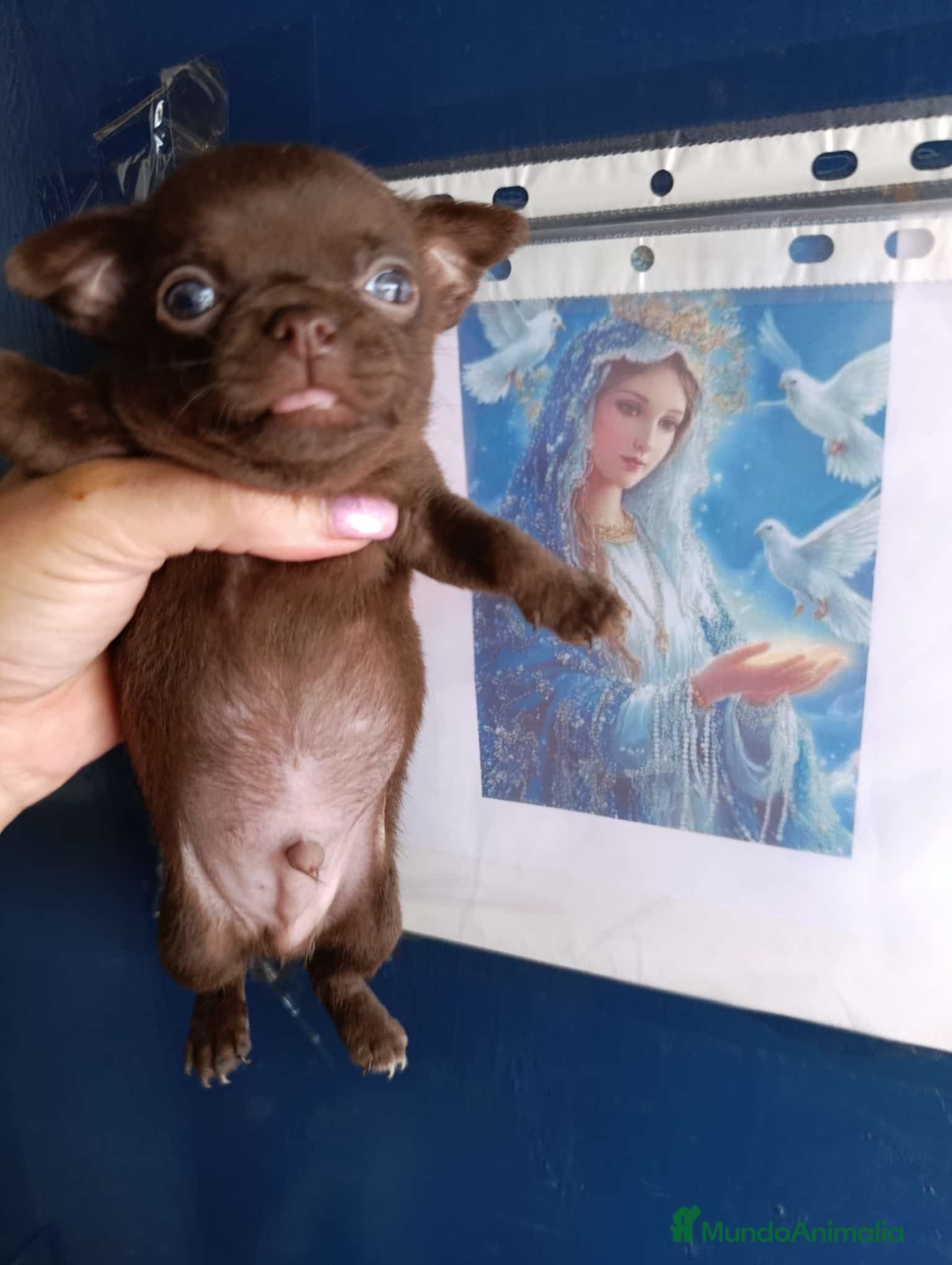 Chihuahua perros ‼️PRECIOSA CAMADA DE CHIHUAHUAS TAMAÑO MINI  - Anuncio 2