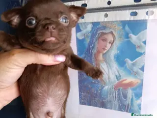 Chihuahua perros ‼️PRECIOSA CAMADA DE CHIHUAHUAS TAMAÑO MINI - Anuncio 13