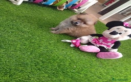 Pomerania perros en venta: PRECIOSA POMERANIA MINI TOY - Imagen 4