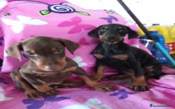 Dobermann perros en venta: Doberman chocolate y negro  - Imagen 3