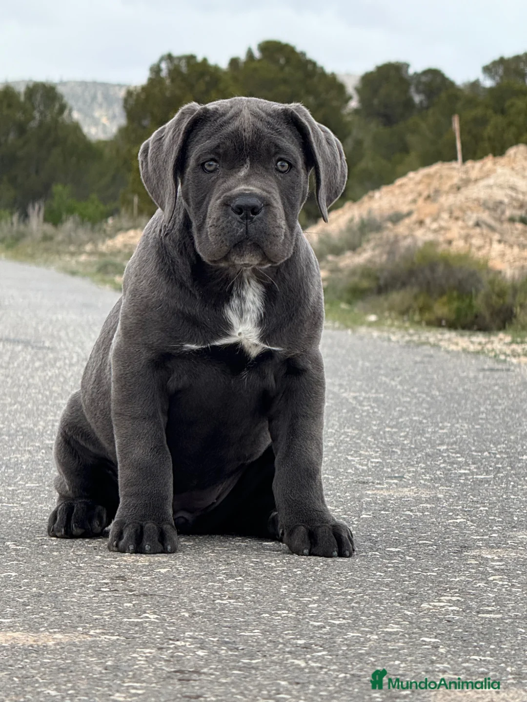 Cane Corso perros en venta: Cachorro de Cane Corso - Anuncio 5