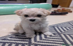 Maltipoo perros en venta: Camada de Maltipoo  - Imagen 9