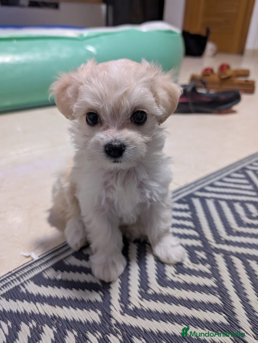Maltipoo perros en venta: Camada de Maltipoo  - Imagen 9
