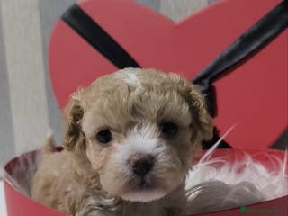 Maltipoo perros Maltipoo - Anuncio 7